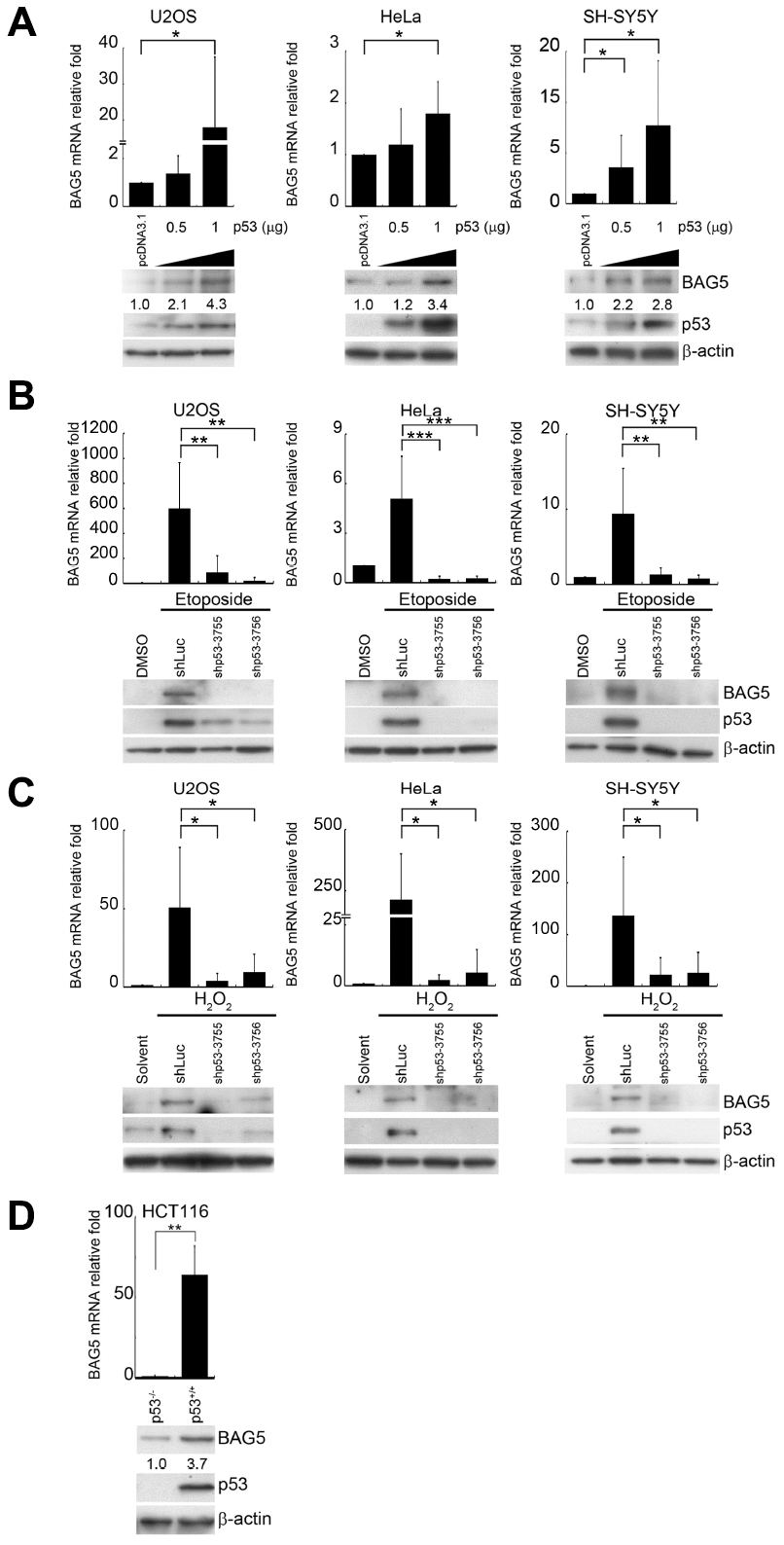 p53 is responsible for BAG5 induction. (A) U2OS, HeLa, and SH-SY5Y cells were transfected with various amounts of a p53-expressing plasmid (pcDNA3.1-p53). Expression levels of p53 and BAG5 were detected by Western blotting. β-Actin served as a loading control. After 24 or 48 h of pretreatment with etoposide (10 μM) or H2O2 (250 μM), p53 was repressed in etoposide-treated (B) and H2O2-treated (C) U2OS, HeLa, and SH-SY5Y cells by transfection of shp53-3755, shp53-3756, or shLuc control for 48 h and selecting with puromycin (2 μg/ml) for 48 h. The protein expression levels of BAG5, p53, and β-actin were detected by Western blotting. BAG5 transcripts were detected in shLuc and two p53 shRNAs knockdown cells. The expression levels of BAG5 transcripts were normalized to those of GAPDH and standardized with those of shLuc cells. (D) Total RNAs and cell lysates were harvested from HCT116 p53 wild-type (p53+/+) and null (p53-/-) isogenic colorectal cancer cell lines. BAG5 transcripts were detected by RT-Q-PCR. The relative fold in BAG5 mRNA expression was normalized to the GAPDH control and the vector control (upper panel). The protein expression levels of BAG5, p53, and β-actin were detected by Western blotting (lower panel). The relative fold in protein expression was normalized to the internal control β-actin and standardized with the vector control. Error bars represent the SD of the means calculated using data from three independent experiments (Student’s t-test; *, p p p 