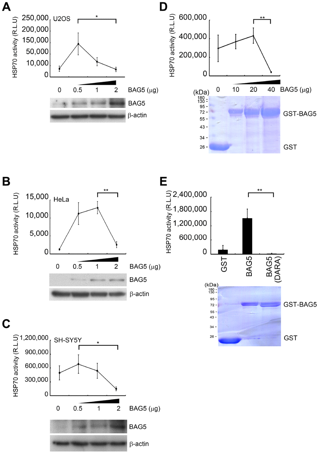 Overexpressed BAG5 may result in loss of its function to promote HSP70 activity. (A–C) U2OS, HeLa, and SH-SY5Y cells were transfected with various amounts of a BAG5-expressing plasmid (pCMV-Tag2B-BAG5). Expression levels of BAG5 were detected by Western blotting. β-Actin served as an internal control. (D–E) Recombinant GST fusion BAG5 and BAG5 (DARA) protein were purified and stained with Coomassie blue. The HSP70-mediated refolding activity was examined with denatured firefly luciferase in the presence of different concentrations of BAG5 (Student’s t-test; *, p p 
