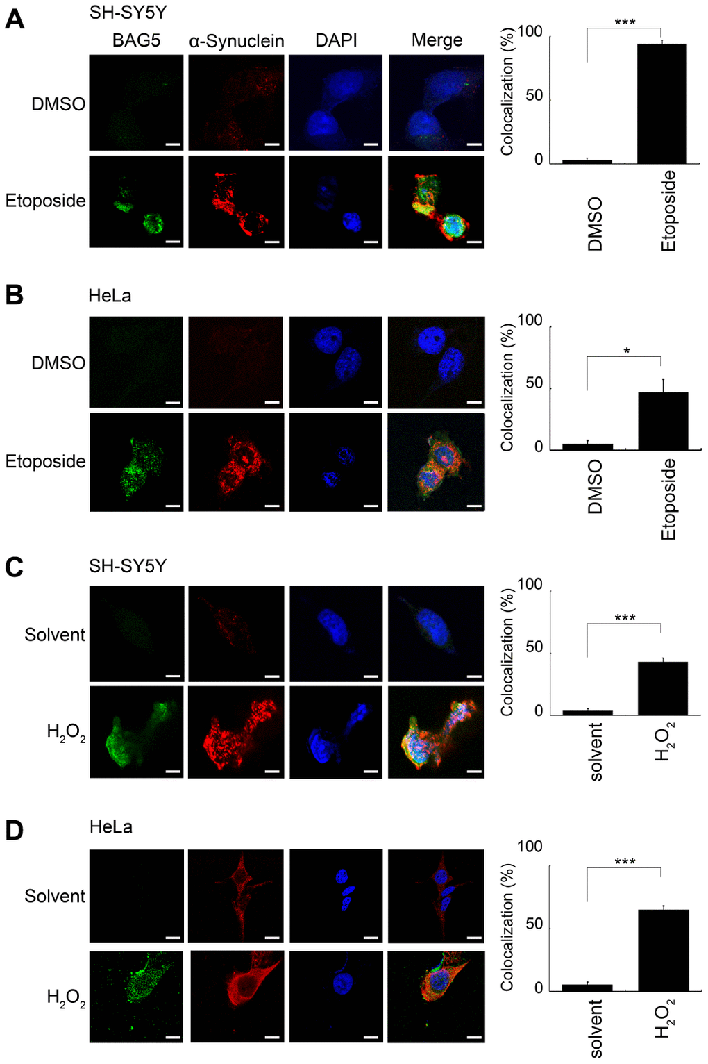 BAG5 is activated upon stresses and colocalized with α-synuclein in the perinuclear compartment. After 24 or 48 h of pretreatment with 10 μM of etoposide or 250 μM of H2O2, treated SH-SY5Y (A, C) or HeLa (B, D) cells were paraformaldehyde-fixed and stained using specific BAG5 (green) and α-synuclein (red) antibodies, and DAPI (blue) was used to stain the nuclear DNA. The images (1,260 x) were acquired using an LSM 510 Meta Confocal Microscope (Zeiss). The scale bar shows 20 μm. The percentage of cells with colocalization was determined by counting yellow blobs of at least 1,000 cells (Student’s t-test; *, p p 