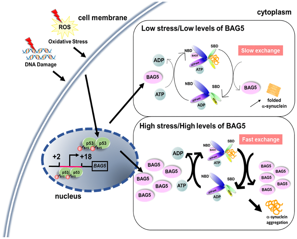 A proposed role of stress- and p53-induced BAG5. A schematic diagram shows that stress induces BAG5 expression through p53 binding at the BAG5 promoter. Under slight stress, a low level of BAG5 improves protein refolding efficiency by acting as a nucleotide exchange factor of HSP70. When the stress is too high, overexpressed BAG5 may accelerate the release of rashly folded clients from the substrate-binding domain (SBD) of HSP70, which causes unfolded protein aggregation.