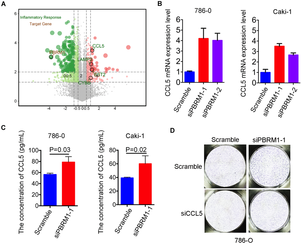 High CCL5 expression and secretion correlates with mast cell infiltration in PBRM1MUTccRCC cells and patients. (A) Volcano plot shows fold changes in gene expression in control and PBRM1-overexpressing Caki-2 cells. The association of immune response with mutations in PBRM1, VHL, SETD2 and BAP1 genes is shown in black circles. (B) qRT-PCR analysis shows CCL5 mRNA expression in 786-O- and Caki-1-silenced PBRM1 cells. (C) ELISA assay results show CCL5 levels in the conditioned media of control and PBRM1-silenced 786-O and Caki-1 cells using the human CCL5 ELISA kit. (D) Transwell migration assay results show total numbers of migrating HMC-1 cells when co-cultured with conditioned media derived from control, PBRM1-silenced and PBRM1-silenced plus CCL5-silenced 786-O cells. The migrating MHC-1 cells were stained with crystal violet and counted. Note: All experiments were performed in triplicate and are presented as means±SD; statistical analysis was performed using Student’s t-test.