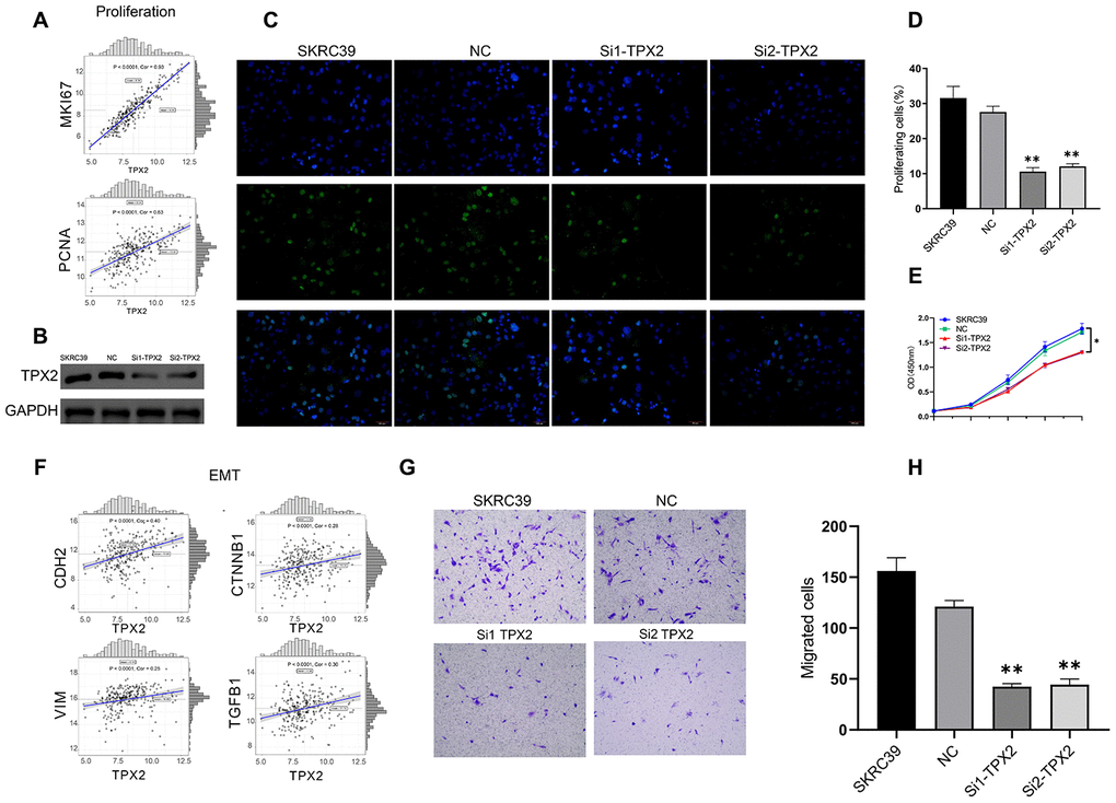 Experiment of TPX2. (A) The correlation analysis between MKI67, PCNA and TPX2. (B) Immunoblot analysis of TPX2 protein in SKRC39 cells following TPX2 knockdown. GAPDH served as loading control. (C, D) EdU incorporation assays were used to determine the effects of TPX2 on SKRC39 cell proliferation. The ratio of EdU-positive cells (green) per field to the number of Hoechst 33342-positive cells (blue) in the same field was calculated in five random fields. (E) The effects of TPX2 on the proliferation of SKRC39 cells were analyzed by CCK-8 assays. The results are presented as the mean optical density (OD) at 450 nm for triplicate wells. The results are presented as the mean ± SD of three independent experiments (*P F) The correlation analysis between CDH2, CTNNB1, VIM, TGFB1 and TPX2. (G, H) Knockdown of TPX2 inhibited cell migration as detected by Transwell assays. Number of cells that invaded through the membrane was counted in 10 fields under magnification, ×200; compared with NC and SKRC39 control group.