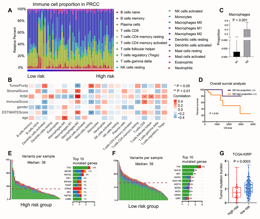 The relationship between risk score and immune infiltration, TMB value. (A) The percentage of immune cell content in the various samples was showed, M2 macrophages accounted for the highest proportion. (B) The correlation between the proportion of immune cells in the samples and the risk score. M2 macrophages were positively related to risk score, while the M1 macrophages were negatively related to risk score. (C, D) The survival analysis to show M2-type macrophages account more proportion and lead a worse prognosis compared with M1-type macrophages. (E, F) Somatic mutations of TTN (P G) The patients with low risk score had higher TMB value, suggesting that the patients experienced better effects on the immune response and had a better prognosis.