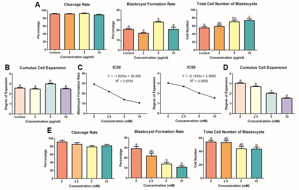 KP and LiCl optimization during porcine IVM. (A) Treatment with 5 pg/ml KP resulted in the highest blastocyst formation rate in PA-derived embryos, and treatment with 5 and 10 pg/ml significantly increased the total cell number of blastocysts compared to that in the control group. At least 160 oocytes from six biological replications were used. (B) Degrees of expansion of CCs in dose-dependent manner of KP. Only the 5 pg/ml KP treatment significantly increased CC expansion. Nine replications of this experiment were performed. (C) To specify the optimal concentration for treatment, the IC50 linear equation was applied using values derived from the blastocyst formation and cumulus cell expansion rates. The IC50 values for the optimal concentration were 6.5 mM and 5.3 mM, respectively. (D) Cumulus cell expansion of LiCl dose-dependent manner significantly decreased from 2.5 mM. Five replicates were performed. (E) Oocytes were treated with LiCl during IVM and used for evaluation of embryonic development. Treatment with 5 and 10 mM LiCl resulted in a significant decrease in blastocyst formation rate. More than 125 oocytes from four biological replications were used. Bars with letters indicate significant differences (P 