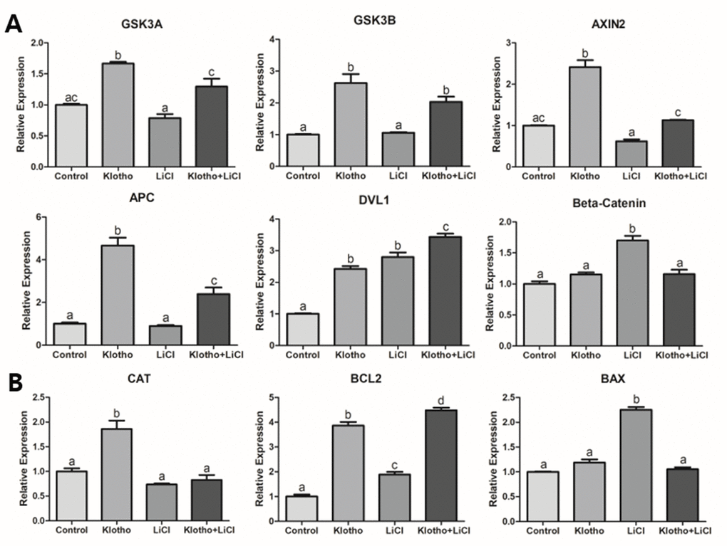 Relative quantitative mRNA expression through real-time PCR. The relative expression of mRNA transcripts related to (A) Wnt signaling (GSK3A, GSK3B, AXIN2, APC, DVL1, and β-Catenin), (B) antioxidant activity (CAT), and apoptosis (BAX and BCL2), are shown for the four different experimental groups: control, Klotho, LiCl, and Klotho + LiCl. The experiments were performed in triplicate, using mature oocytes from five different biological replications. Bars with letters indicate significant differences (P 