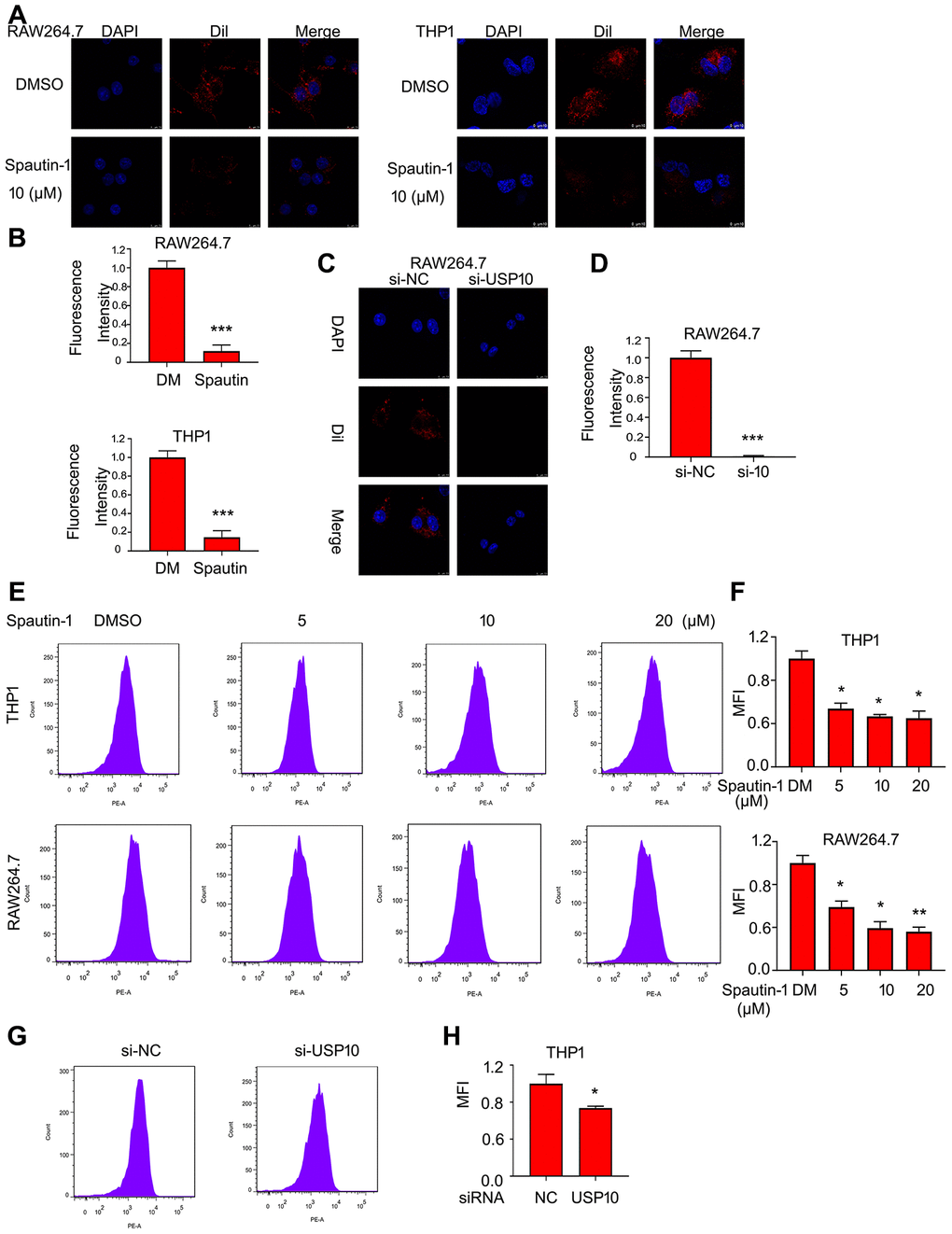 USP10 mediates lipid uptake by macrophage. Cells were treated with Spautin-1 for 24 h or USP10 siRNA for 48 h. Dil-oxLDL was added for the additional 6 h. DAPI for cell nucleus. The images were taken by confocal microscopy (A, C) and by flow cytometry (E, G). The fluorescence intensity was performed using Image pro plus (B, D) and quantitative analysis was showed (F, H). *pversus each vehicle control. DM:DMSO.