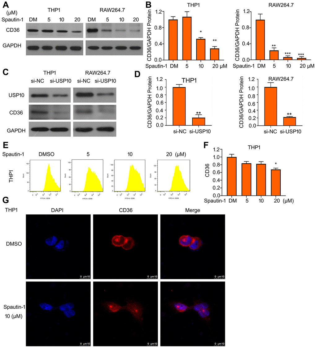 USP10 regulates the protein expression of CD36. (A, C) THP1 and RAW264.7 cells were exposed to Spautin-1 or USP10 siRNA. Protein was extracted and subjected to western blot for expression of CD36. (B, D) The quantitation of CD36 band were performed. (E, F) The treated cell posted with Spautin-1 was stained with FITC-labeled CD36 antibody followed by flow cytometry. (G) Cells were stained with CD36 and Cy3-conjugated antibody and subjected to confocal microscopy. *pversus each vehicle control.