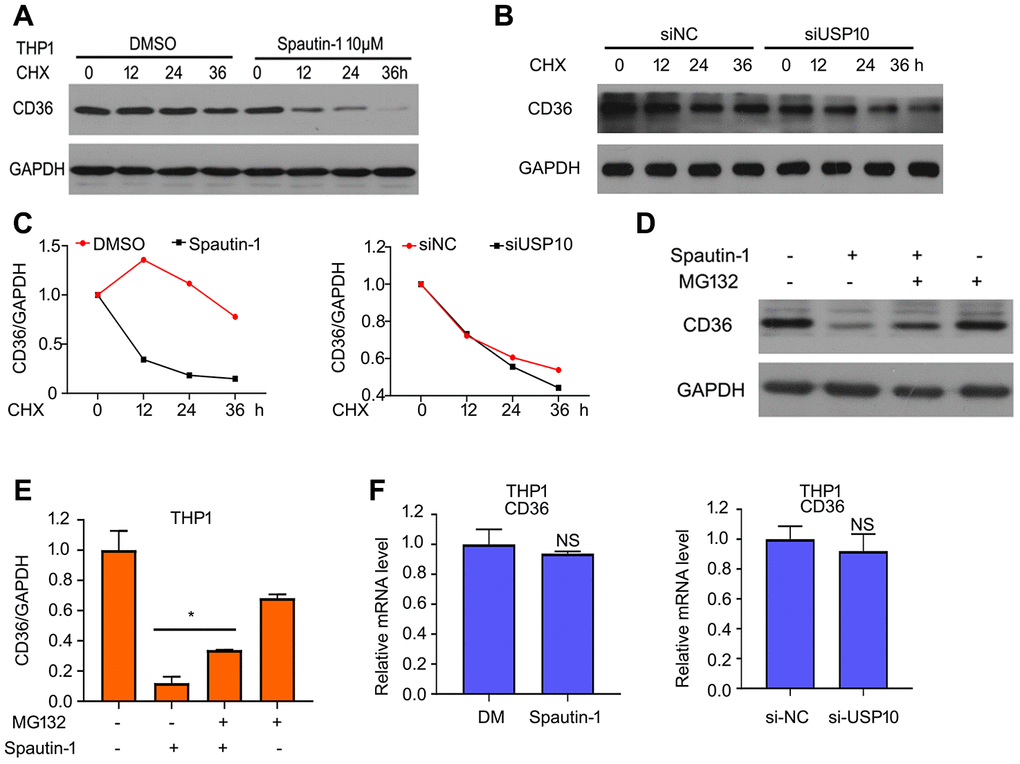 USP10 stabilizes CD36. (A, B) THP1 cells were treated with CHX or CHX+Spautin-1/USP10 siRNA for 0, 12, 24 and 36 h. CD36 expression was detected using western blot assay. (C) And then the band of CD36 was calculated. (D, E) Cells were treated with Spautin-1, MG132. Western blot was performed to test the expression of CD36. (F) Total RNA was extracted and RT-qPCR was performed to detected mRNA level of CD36. *pversus Spautin-1 treatment.