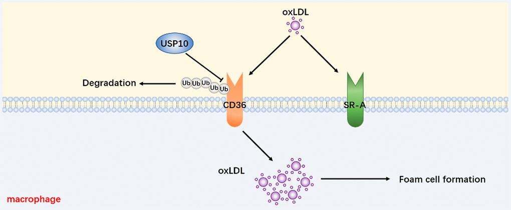 A proposed mechanism for USP10 to regulate foam cell formation via stabilizing the CD36 level.