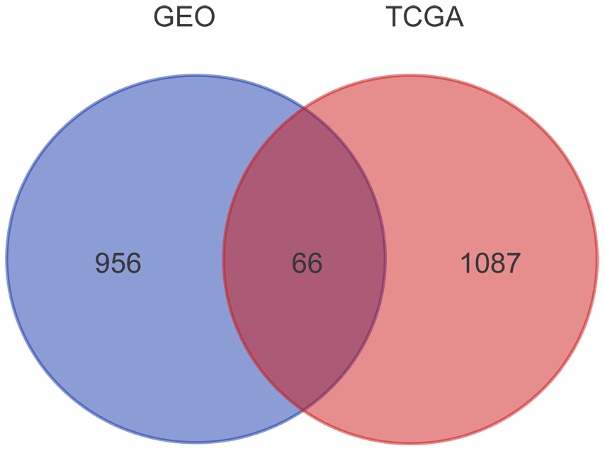 Prognosis-related genes screened from TCGA and GSE49997 datasets. The gene expression profiles from TCGA and GEO databases were subjected to survival analyses. A total of 1153 and 1022 genes related with prognosis were obtained from TCGA and GSE49997 datasets, respectively. After Venn diagram analysis, 66 overlapping genes were identified as candidate genes related to EOC progression.