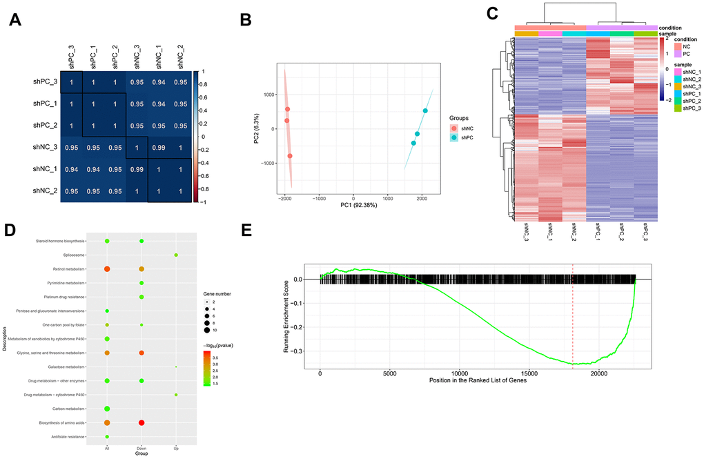 Differentially expressed genes and pathways enrichment analysis after PC knockdown based on transcriptome sequencing. (A) Sample correlation based on differential gene expression. The correlation between samples was analyzed using Pearson’s correlation coefficient based on gene expression values. There were significant positive correlations between samples. (B) Principal component analysis results. The different colored dots represent the sample group under the condition. (C) Heatmap of differentially expressed genes between shPC and shNC samples. Two-dimension clustering analysis results were visualized using heatmaps for differentially expressed genes from PC-knockdown samples compared to the normal control group. The gene expression profiles were significantly different between groups. Red represents high expression levels while blue represents low expression levels. (D) KEGG pathway enrichment analysis for differentially expressed genes. The top ten pathway terms ranked by p-value were visualized using dot plot. The vertical axis represents KEGG pathways and the horizontal axis shows differentially expressed genes. A category with a smaller p-value represents a more significant difference. (E) Gene set enrichment analysis results. The red line refers to the highest enrichment score.