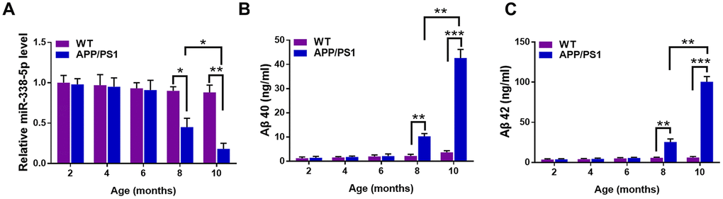 The expression of miR-338-5p decreased in APP/PS1 mice during AD progression. (A) qRT-PCR analysis of miR-338-5p expression in the brains of wild-type (WT) and APP/PS1 mice with increasing age. Data are presented as relative to that of 2-month-old mice. (B, C) ELISA analysis of Aβ 40 (B) and Aβ 42 (C) level in the brains of WT and APP/PS1 mice with increasing age. Data are presented as ng Aβ 40 or Aβ 42 per ml total protein samples. Results are presented as mean ± SD. n = 6 in each group. *P P P
