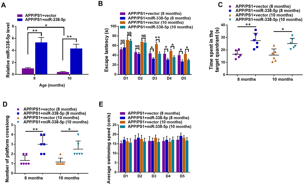 Lentiviral overexpression of miR-338-5p through intrahippocampal injection improved cognitive dysfunction in APP/PS1 mice. (A) qRT-PCR analysis of miR-338-5p expression in the brain. Data are presented as relative to that of 8-month-old mice infected with lentiviral empty vector. (B) Spatial learning of 8-month-old or 10-month-old APP/PS1 mice was detected as escape latency at different days after training in water maze. (C, D) Spatial memory of 8-month-old or 10-month-old APP/PS1 mice was assessed by probe trials 24 h after the last training session. The number of platform crossing (C), time spent in target quadrant (D) and swimming speed (E) of 8-month-old or 10-month-old APP/PS1 mice were recorded. Results are presented as mean ± SD. n = 6 in each group. *P P P