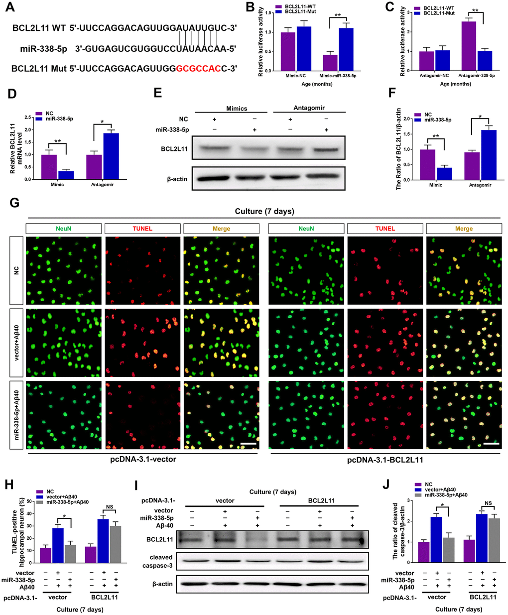 miR-338-5p ameliorated neuronal apoptosis by directly targeting BCL2L11. (A) TargetScan was used to predict the binding sites of miR-338-5p within the 3ʹ-UTR of BCL2L11. (B) Overexpressing miR-338-5p resulted in a remarkable decrease in luciferase activity of BCL2L11-WT and exerted no effect on luciferase activity of BCL2L11-Mut in primary hippocampal neurons. (C) Silencing miR-338-5p caused a significant increase in luciferase activity of BCL2L11-WT and exerted no effect on luciferase activity of BCL2L11-Mut in primary hippocampal neurons. (D–F) Relative BCL2L11 mRNA level (D) and protein expression (E, F) of primary hippocampal neurons transfected with NC mimic or miR-338-5p mimic, or NC antagomir or miR-338-5p antagomir determined by qRT-PCR and Western blot respectively. (G–I) Primary hippocampal neurons were transfected with pcDNA3.1-vector or pcDNA3.1-BCL2L11. Two days later, neurons were cultured for consecutive 7 days with or without 5 mM Aβ40. (G, H) The representative immunofluorescent images (G) and quantification (H) of TUNEL-positive hippocampal neurons in vitro. (I, J) The quantification of TUNEL-positive hippocampal neuron in vitro. The representative western blot images (I) and quantification analysis (J) of cleaved caspase-3 expression. Scale bar=50 μm. Results are presented as mean ± SD. n = 3 in each group. *P P