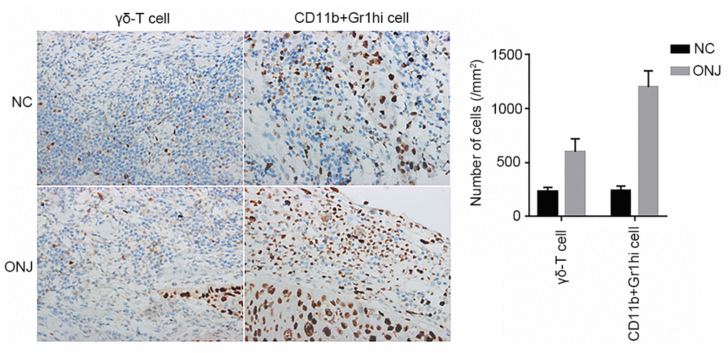 The distribution of CD11b+Gr1hi cells and γδ-T cells in the necrotic tissue of the jaw. ***P