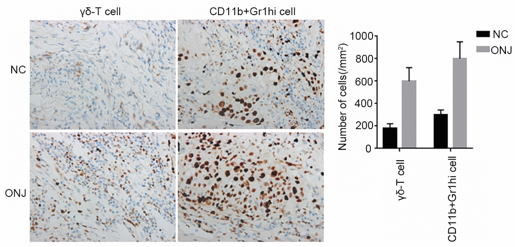 The distribution of CD11b+Gr1hi cells and γδ-T cells in the necrotic tissues of rat jaws.