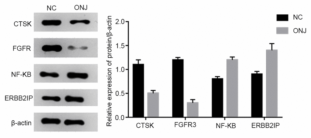 The expression of CTSK, FGFR3, NF-κB and ERBB2IP in rat jaw necrosis tissues.