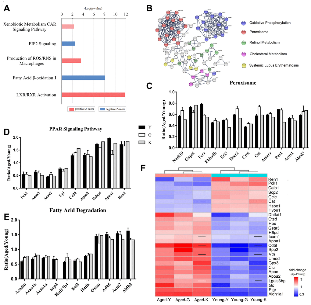 Biomarkers for renal aging. (A) Ingenuity Pathway Analysis (IPA) of DEPs in aged and young mouse kidneys analyzed by proteomics. (B) STRING network analysis based on robust Spearman correlation for DEPs in aged and young mouse kidneys. (C–E) Histogram of peroxisomal proteins (C), proteins associated with PPAR signaling (D), and proteins associated with fatty acid degradation pathway (E). (F) A heat-map showing biomarkers for renal aging; the black line indicates that the corresponding protein was not present in K-dataset. Error bars represent ± SEM.