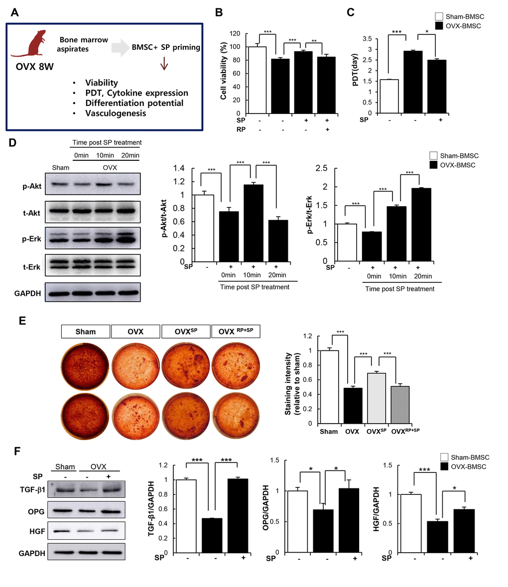 SP can restore impaired function of BMSC due to osteoporosis. (A) Experimental scheme for direct actions of SP on BMSC in vitro. (B) Cell viability was measured by WST-1 assay. (C) Population doubling time (PDT) of BMSC was calculated. (D) p-Akt, t-Akt, p-Erk and t-Erk protein levels were determined by western blot and their expression levels were quantified using the Image J program, relative to the GAPDH. (E) Osteogenic differentiation was exerted by BMSCs and determined by alizarin red staining. (F) TGF-β1, OPG and HGF protein expressions in BMSC were elucidated by western blots and quantified relatively. p values of less than 0.05 were considered statistically significant (* p 