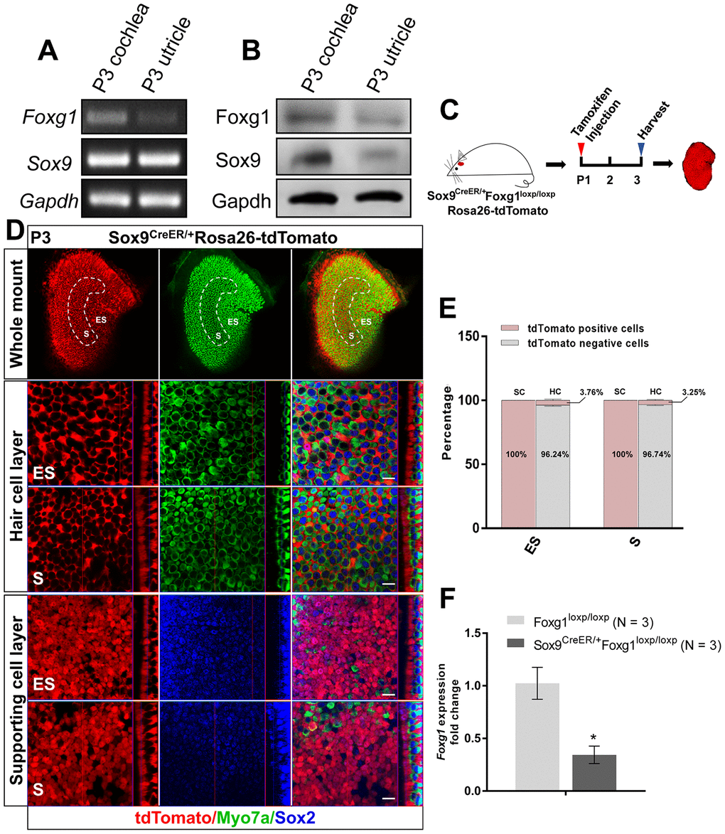 cKD of Foxg1 in Sox9+ SCs in the mouse utricle. (A, B) Sox9 and Foxg1 mRNA (A) and protein (B) expression in P3 mouse cochlea and utricles as detected by RT-PCR and Western blotting, respectively. (C) P01 mice were i.p. injected with tamoxifen and the utricle was harvested at P3 to observe the Sox9 expression pattern in the utricle. (D) Lineage tracing showed Sox9 expression mainly in the SCs of the P3 mouse utricle. Myo7a (green) was used to indicate the HC, and Sox2 (blue) was used to label SCs. Scale bar, 10 μm. (E) Quantification of the percentage of tdTomato positive and negative cells in both the HC layer and SC layer of the ES and S regions of the utricle. (F) Foxg1 cKD efficiency was measured by qPCR. mRNA was extracted from the whole utricle. N indicates the number of real-time qPCR experimental repetitions. *p 