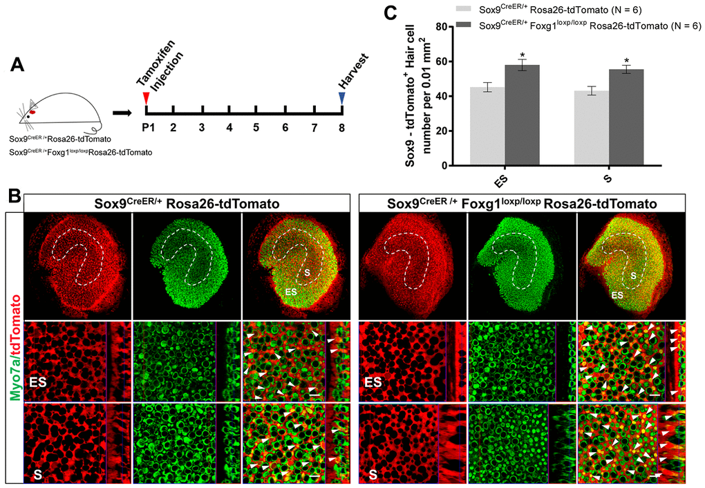 Foxg1 cKD led to increased trans-differentiation of Sox9+ SCs in the utricle in vivo. (A) P01 mice were i.p. injected Tamoxifen for activating the Cre enzyme, and the mice were sacrificed at P08. (B) Immunofluorescence staining with anti-Myo7a (green) antibodies in the utricle from P08 Sox9CreER/+Rosa26-tdTomato and Sox9CreER/+Foxg1loxp/loxpRosa26-tdTomato mice. Myo7a was used as the HC marker. tdTomato+ HCs are indicated by white arrows. (C) Quantification of tdTomato+ HCs per 0.01 mm2 area in both the S and ES regions of the P08 mouse utricle. Scale bar, 10 μm. N indicates the number of mice. *p 