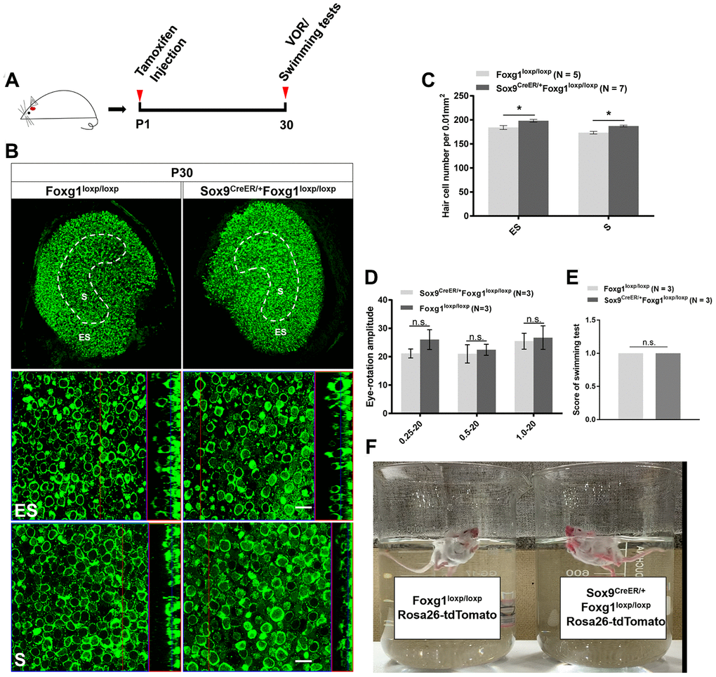 P30 Foxg1 cKD mice showed increased numbers of utricular HCs and normal VOR response and swimming behavior. (A) P01 mice were i.p. injected Tamoxifen, and at P30 the mice were subjected to VOR and swimming tests and then sacrificed for immunofluorescence staining. (B) Immunofluorescence staining with anti-Myo7a (green) antibodies in the utricle from P30 Foxg1loxp/loxp and Sox9CreER/+Foxg1loxp/loxp cKD mice. (C) Quantification of the HCs number in both the ES and S regions of the P30 mouse utricle. (D) Mice were positioned in the VOR testing system, and their VOR responses were measured. There was no significant difference in eye rotation amplitude between Foxg1loxp/loxp and Sox9CreER/+Foxg1loxp/loxp cKD mice at three stimulation frequencies (0.25 Hz, 0.5 Hz, and 1.0 Hz). (E) Score of swimming test of Foxg1loxp/loxp and Sox9CreER/+Foxg1loxp/loxp at P30. Foxg1 cKD mice showed the same score compared to the control mice. (F) A single frame from the video of the swimming tests of Foxg1loxp/loxpRosa26-tdTomato and Sox9CreER/+Foxg1loxp/loxpRosa26-tdTomato mice at P30. Both Foxg1 cKD mice and the control mice showed normal swimming behavior. For all experiments, “N” indicates the number of mice. Scale bar, 10 μm. *p 