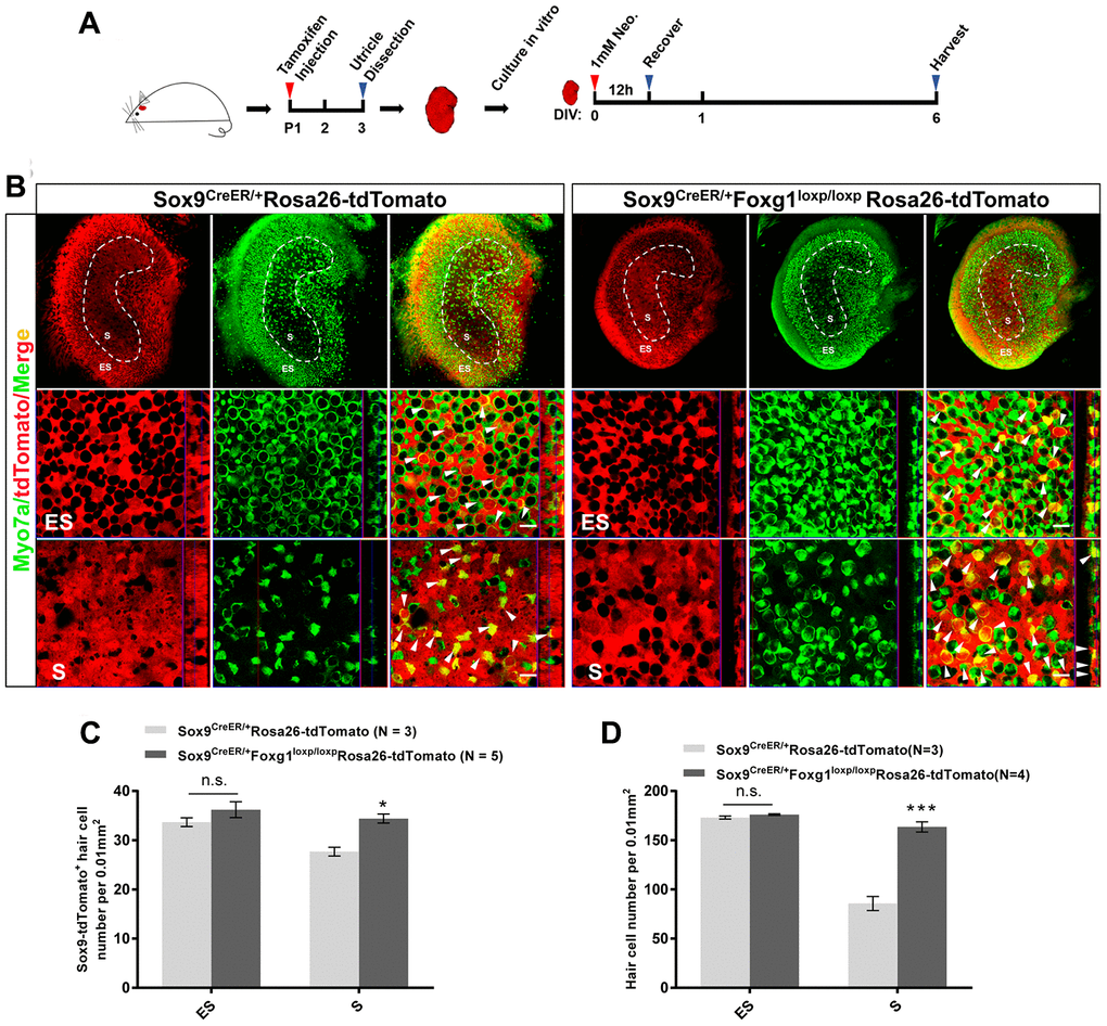 Foxg1 cKD induced the trans-differentiation of Sox9+ SCs in the mouse utricle after neomycin injury in vitro. (A) P01 mice were i.p. injected Tamoxifen to activate the Cre enzyme, and at P3 the utricle were harvested and cultured in vitro. Neomycin (1 mM) was added to the culture medium for 12 h, and the utricle was allowed to recover for 5 days and then harvested at day 6 in vitro. DIV, days in vitro. (B) Immunofluorescence staining with anti-Myo7a (green) antibodies in the cultured utricle from Sox9CreER/+Rosa26-tdTomato and Sox9CreER/+Foxg1loxp/loxpRosa26-tdTomato mice. Myo7a was used as the HC marker. tdTomato+ HCs are indicated by white arrows. (C) Quantification of tdTomato+ HCs in the S and ES regions per 0.01 mm2 area of the utricle. (D) Quantification of the total number of HCs in the S and ES regions per 0.01 mm2 area of the utricle. Myo7a was used to indicate the HCs. Scale bar, 10 μm. “N” indicates the number of mice. *p 