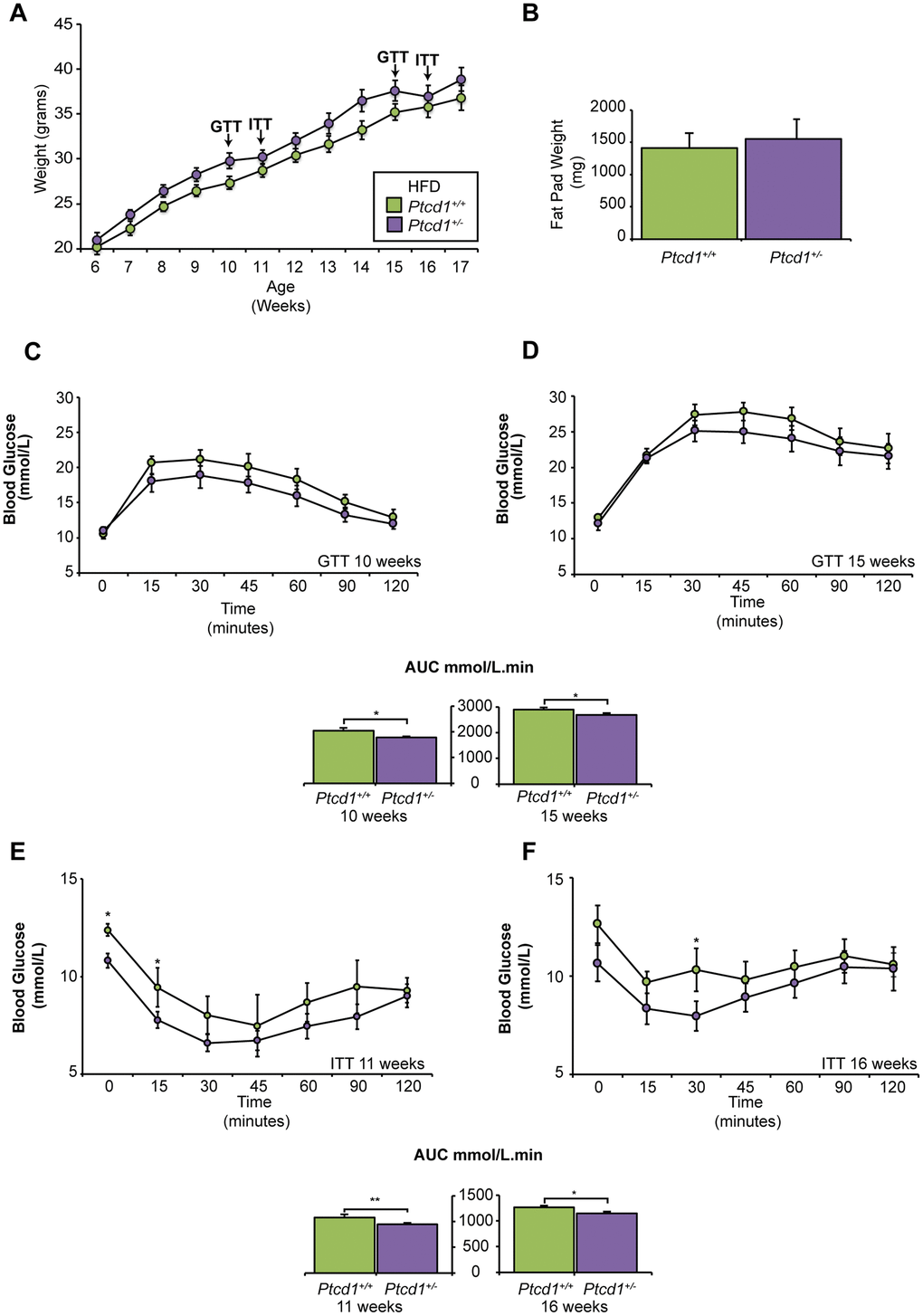 The effects of high fat diet on mice with reduced mitochondrial protein synthesis. (A) Weight gain in grams from 12 weeks of HFD feeding between Ptcd1+/+ (n=10) and Ptcd1+/- (n=10) mice (B) Weight of intra-abdominal epididymal fat pads in grams for 17-week-old Ptcd1+/+ (n=5) and Ptcd1+/- (n=5) mice fed a HFD. (C, D) Glucose tolerance in 10- and 15-week-old Ptcd1+/+ (n=10) and Ptcd1+/- (n=10) mice. Quantitative values are area under the curve (AUC) ± SEM. *P E, F) Insulin sensitivity in 11- and 16-week-old Ptcd1+/+ (n=10) and Ptcd1+/- (n=10) mice. Quantitative values are area under the curve (AUC) ± SEM. *P 