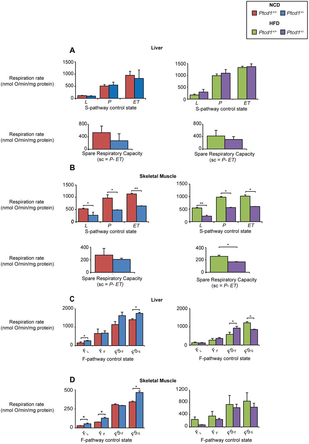 Increase in fatty acid oxidation and respiratory capacity can compensate for reduced mitochondrial biogenesis in the liver but not skeletal muscle. Oxygen consumption for Leak State (L), OXPHOS capacity (P) and ET-capacity (ET) was measured and the spare respiratory capacity (sc) was calculated (P-ET) in liver NCD or HFD (A) and the skeletal muscle of NCD or HFD (B) fed Ptcd1+/+ and Ptcd1+/- mice using an OROBOROS oxygen electrode supplemented with succinate (S pathway control state) as the substrate in the presence of inhibitors and FCCP. FAO controlled pathway oxygen consumption was measured in the liver (C) and skeletal muscle (D) of NCD or HFD Ptcd1+/+ and Ptcd1+/- mice using palmitoyl carnitine as the substrate in the presence of inhibitors to measure FAO Leak State (FL), FAO controlled OXPHOS Capacity (FP) FAO controlled OXPHOS capacity in the presence of a succinate (FSP) and FAO ET-capacity in the presence of succinate and FCCP (FSE). Data are from 5 mice from each genotype run in technical duplicates. Error bars indicated SEM. *P