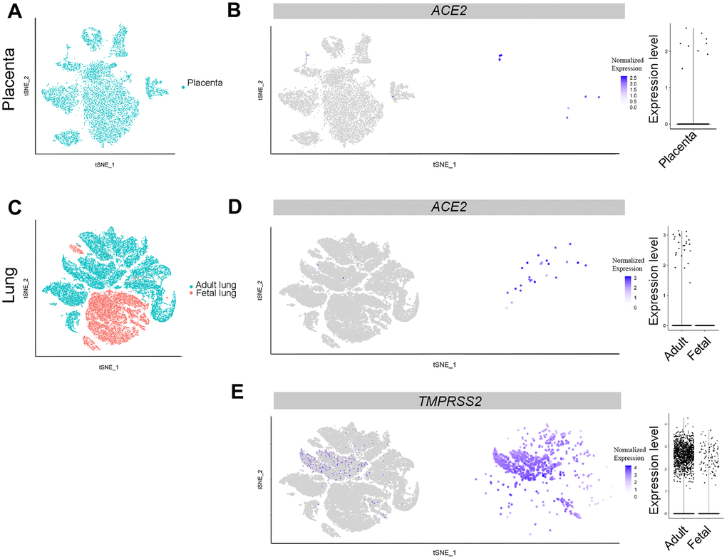 Single-cell analysis of lungs and placenta. (A) t-distributed stochastic neighbor embedding (TSNE) plot showing sub-clusters of placenta cells, and (B) ACE2 expression in placenta. (C) TSNE plot showing sub-clusters of lung cells, (D) ACE2 and (E) TMPRSS2 expression in lungs from the adult and fetal groups.