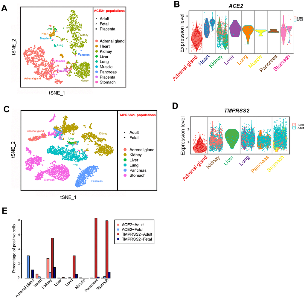 Profiling of ACE2- and TMPRSS2-positive cells in different tissues. (A) t-distributed stochastic neighbor embedding (TSNE) plot of ACE2-positive cells. Cells from the merged adult, fetal and placenta groups are indicated by different dot shapes. (B) Violin plot of ACE2 expression in different tissues from the adult and fetal groups. (C) TSNE plot of TMPRSS2-positive cells. Cells from the merged adult, fetal and placenta groups are indicated by different dot shapes. (D) Violin plot of TMPRSS2 expression in different tissues from the adult and fetal groups. (E) Bar plot showing the percentage of cells expressing ACE2 and TMPRSS2 in the adult and fetal groups.