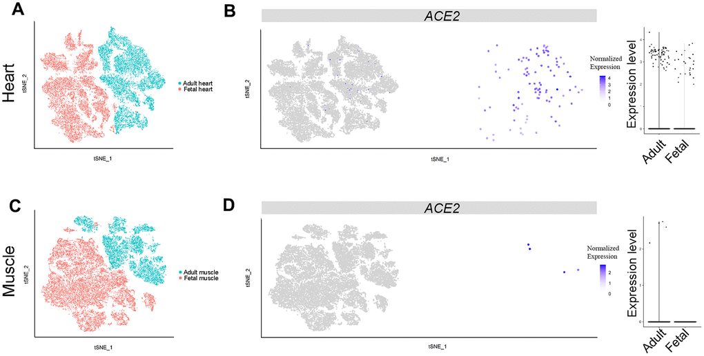 Single-cell analysis of heart and muscle. (A) t-distributed stochastic neighbor embedding (TSNE) plot showing sub-clusters of myocardial cells and (B) ACE2 expression in myocardial cells from the adult and fetal groups. (C) TSNE plot showing sub-clusters of muscle cells and (D) ACE2 expression in muscle from the adult and fetal groups.