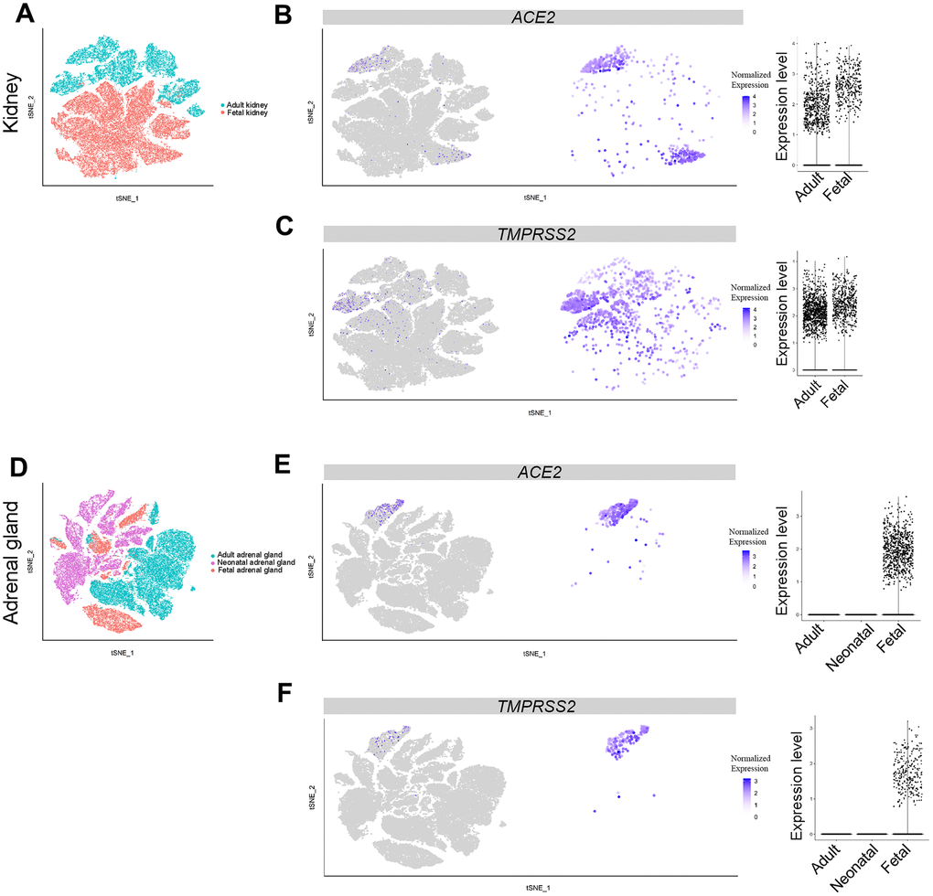 Single-cell analysis of adrenal gland and kidney. (A) t-distributed stochastic neighbor embedding (TSNE) plot showing sub-clusters of kidney cells, (B) ACE2 and (C) TMPRSS2 expression in kidney from the adult and fetal groups. (D) TSNE plot showing sub-clusters of adrenal gland cells, (E) ACE2 and (F) TMPRSS2 expression in adrenal gland from the adult, neonatal and fetal groups.