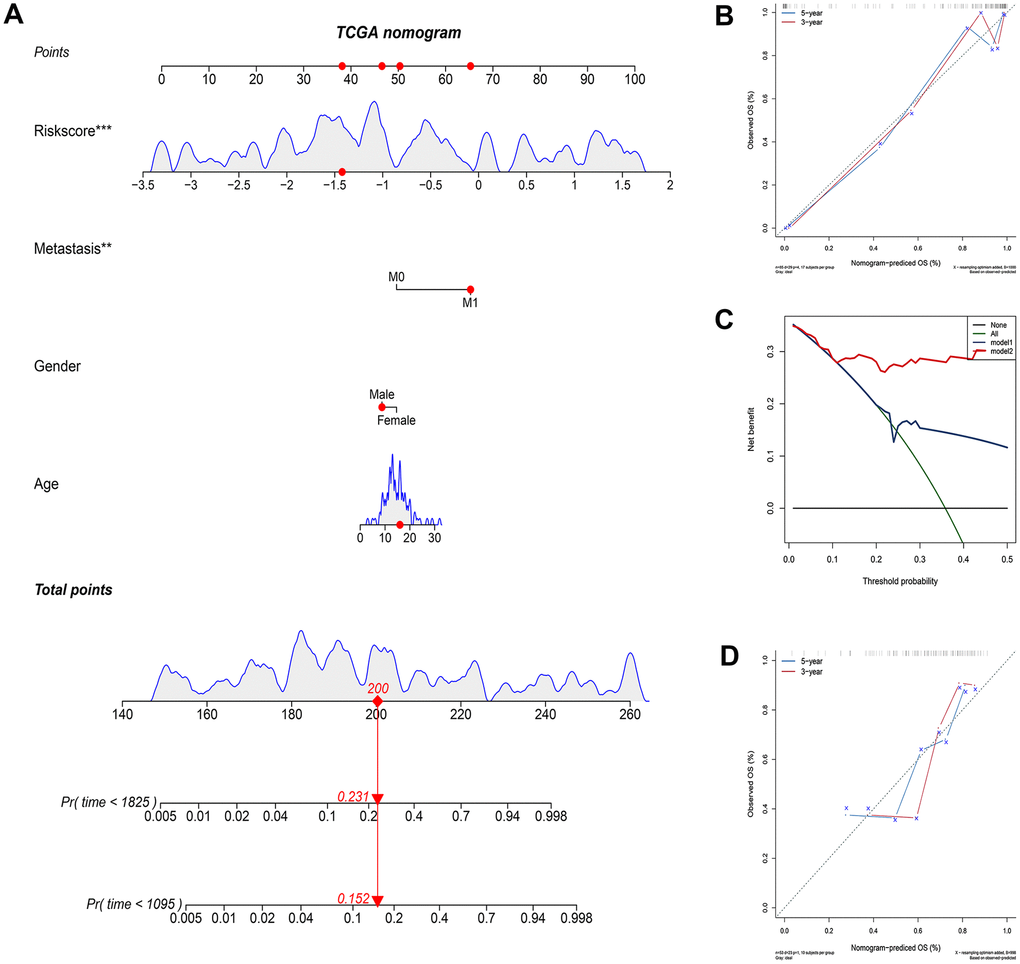 Construct and evaluate nomograms in TCGA and GSE21257 cohort. (A) Nomogram to predict the probability of TCGA patients mortality based on IRGP and clinical variables. (B) The calibration plot for internal validation of the nomogram. (C) Decision curve analyses of the nomograms based on IRGP signature for 3-year overall survival. (D) The calibration plot of the nomogram in the GSE21257 data set is used for external verification. *P
