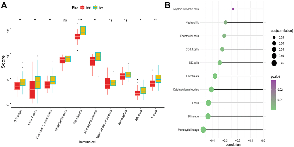 Difference of immune infiltration among patients in IRGP signature group. (A) Box plot showing the absolute abundance scores of 10 immune cell and stromal cell populations in two groups of patients. (B) Correlation matrix between absolute abundance scores of immune cells and stromal cells and IRGP values. The size of the bubble represents the degree of correlation and the color of the bubble represents the p-value of the correlation. (ns represents no significance, *P 