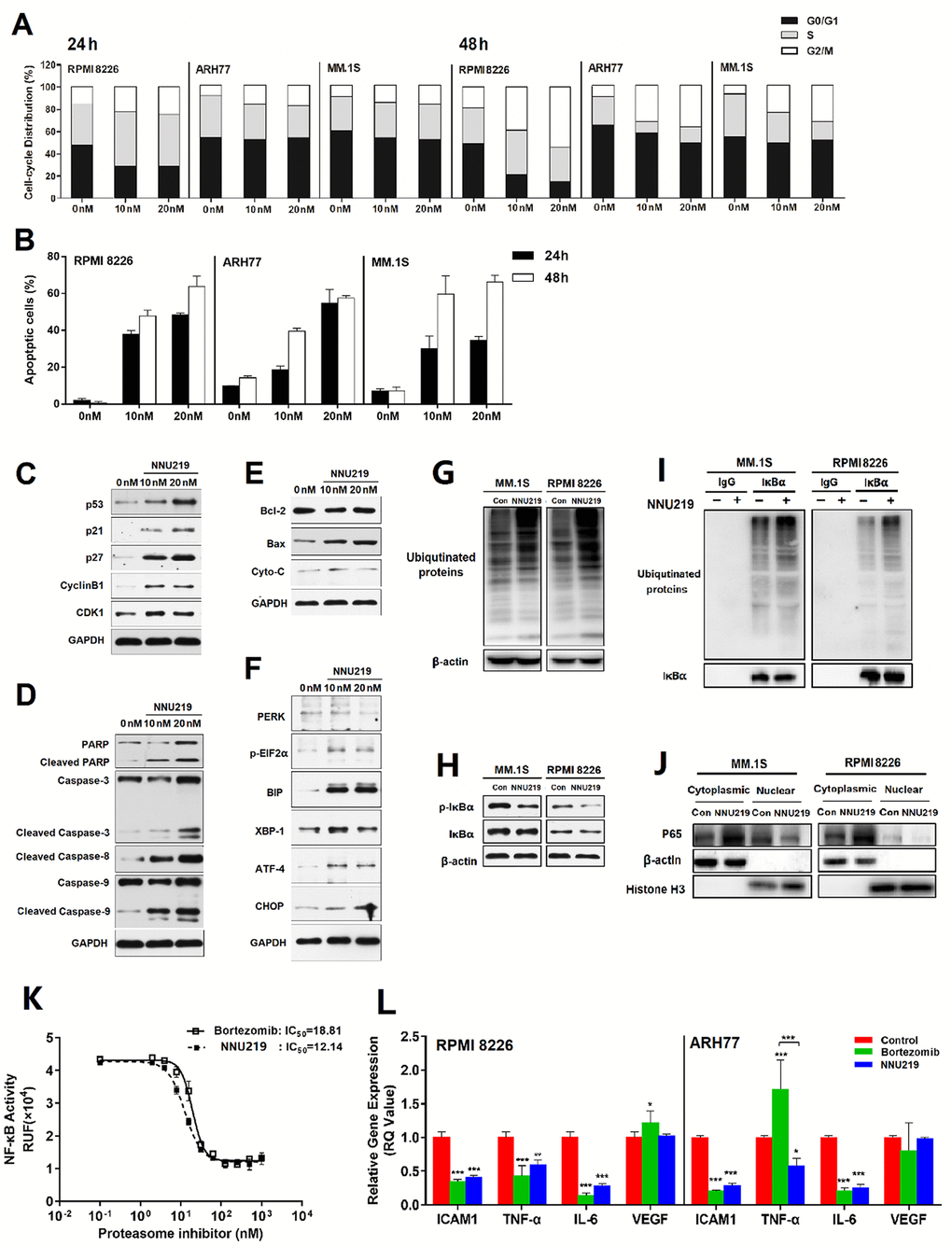 NNU219 induces apoptotic signal transduction and modulates the NF-κB signaling pathway in human MM cell lines. (A) The MM cell lines RPMI 8226, ARH77 and MM.1S were incubated with DMSO or NNU219 (10 and 20 nM) for 24 or 48 h, respectively. Cells were fixed with ethanol and stained with propidium iodide, then DNA content was determined by flow cytometry (p B) The MM cell lines RPMI 8226, ARH77 and MM.1S were incubated with DMSO or NNU219 (10 and 20 nM) for 24 or 48 h and induction of apoptosis was determined after annexin V-FITC/propidium iodide staining by flow cytometry. Data were presented as mean ± SD of three independent experiments (p C–F) RPMI 8226 cells were incubated with NNU219 (10 and 20 nM) for 24 h. After the incubation, cells were lysed and directly subjected to SDS-PAGE, transferred to membranes and blotted with indicated antibodies. GAPDH immunoblotting was included for protein loading control. Blots in the figures were representatives of three independent experiments. (G) MM1.S and RPMI 8226 cell lines were treated with 10 nM of NNU219 for 24 h. The stimulated cells were lysed and 20 μg of protein was processed for ubiquitin immunoblotting. (H) MM1.S and RPMI 8226 cells were treated with DMSO, 10 nM of NNU219 for 24 h and immunoblotted using anti-IκBα and anti-phospho-IκBα antibodies. (I) MM1.S and RPMI 8226 cell lines were treated with 10 nM of NNU219 for 24 h. Correlative proteins were immunoprecipitated from 1 mg of MM cell lysate using IκBα or IgG antibody (rabbit) and coupled to protein A/G agarose beads. The beads were washed by IP buffer and processed by immunoblotting for ubiquitin, p65 or IκBα. (J) MM1.S and RPMI 8226 cell line was treated with 10 nM of NNU219 for 24 h. Nuclear and cytoplasmic protein fractions were separated from the total lysate and analyzed for p65, β-actin and histone antibodies by western blot analysis. Blots in the figure were representative of three independent experiments. (K) The transfected NF-κB/Luciferase 293T cells were incubated with increasing concentrations of NNU219 or bortezomib for 6 h. Cells were then stimulated with 10 ng/ml of TNF-α for another 18 h. The activity of expressed luciferase was determined by using the Dual-Luciferase Reporter Assay System. (L) RPMI 8226 or ARH77 cell lines were treated with DMSO, IC50 of NNU219 or bortezomib for 12 h and harvested. Total RNA was isolated and subjected to qRT-PCR. The gene expression level of ICAM1, TNF-α, IL6 and VEGF was normalized to GAPDH using the 2−ΔΔCT method. In above experiments, the control group was incubated with the same concentration of DMSO in normal culture medium. Values were expressed as mean ± SD of triplicate samples of three independent experiments (*, p p p 