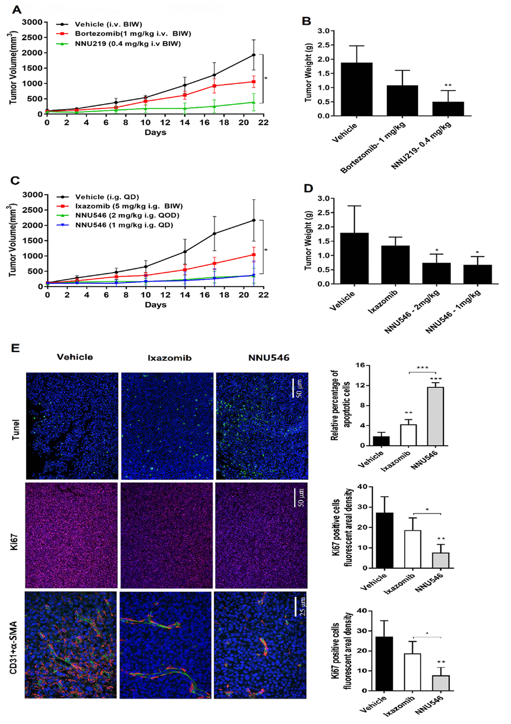 Effects of NNU219, NNU546, bortezomib and ixazomib on the growth of ARH77 xenograft model established in nude mice. (A) 5×106 of ARH77 cells were subcutaneously inoculated into the right flank of nude mice. When the mean tumor volume reached 100-150 mm3, mice were randomized into vehicle group (1% DMSO and 5% HPβCD) and treatment group (bortezomib, 1 mg/kg or NNU219, 0.4 mg/kg), intravenously administered twice weekly for 3 weeks. The measurement was performed using a caliper. Data were presented as mean tumor volume ± SD (n=5; *, p B) Average tumor weight of mice in the vehicle and treatment groups. Data were showed as mean ± SD (**, p C) Tumor-bearing mice were orally treated with vehicle, ixazomib (5 mg/kg, BIW) or NNU546 (1 mg/kg, QD or 2 mg/kg, QOD) schedule for 3 weeks. Data were presented as mean tumor volume ± SD (n=5; *, p p E) Left, tumor sections of untreated, Ixazomib or NNU546 treated mice were subjected to immunostaining for apoptosis (TUNEL, green color), proliferation marker Ki-67 (red color) and angiogenesis markers CD31 (green color) and α-SMA (red color) and detected using confocal microscopy (PerkinElmer UltraVIEW Vox, magnification, ×200 or ×400, nine continual fields put together). Right, the tissue sections were screened under a low-power field, and five fields were selected. Each field was analyzed separately to obtain the fraction of apoptotic cells, ki67 positive cells fluorescent areal density and microvessel density. The data is presented as mean ± SD across the vision fields (*, p p p 