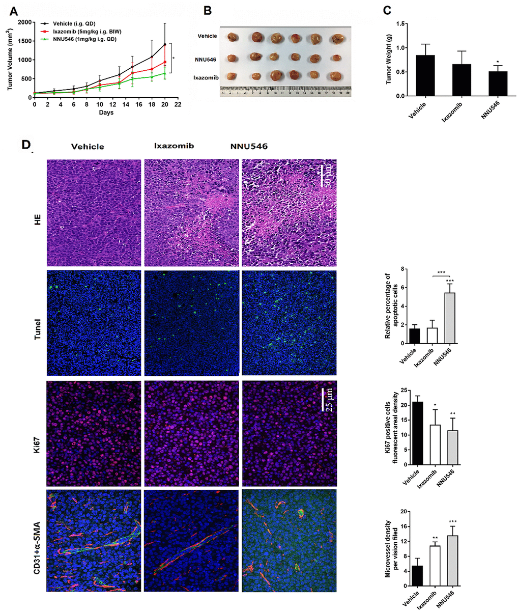 Effects of NNU546 and ixazomib on tumor growth in PDX model. (A) Relative tumor growth of PDX models treated orally with vehicle, ixazomib (5 mg/kg, BIW) or NNU546 (1 mg/kg, QD) scheduled for 3 weeks. Data were presented as mean ± SD (n=6;, p B) Differences in tumor size for the vehicle and treatment groups. The tumors were resected from the NCG mice at the end of the experiment. (C) Average tumor weight in the vehicle and treatment groups. Data were shown as mean ± SD (, p D) Left, H&E and immunostaining of tumor sections of vehicle, ixazomib and NNU546 treated mice, including apoptosis-associated TUNEL (green color), proliferation marker Ki-67 (red color) and angiogenesis markers CD31 (green color) and α-SMA (red color), detected using confocal microscopy (PerkinElmer UltraVIEW Vox, magnification, ×200 or ×400, nine continual fields put together). Right, the tissue sections were screened under a low-power field, and five fields were selected. Each field was analyzed separately to obtain the fraction of apoptotic cells, ki67 positive cells fluorescent areal density and microvessel density. The data is presented as mean ± SD per across the fields, (*, p p p 