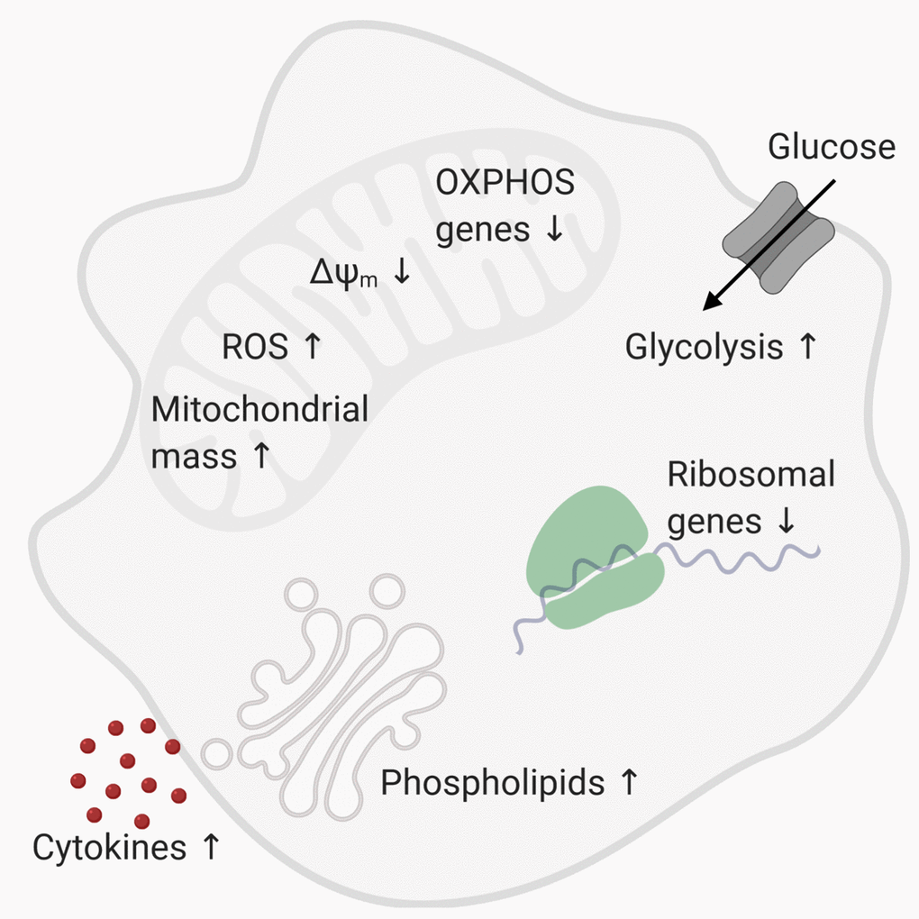 Metabolic changes in monocytes of old individuals.