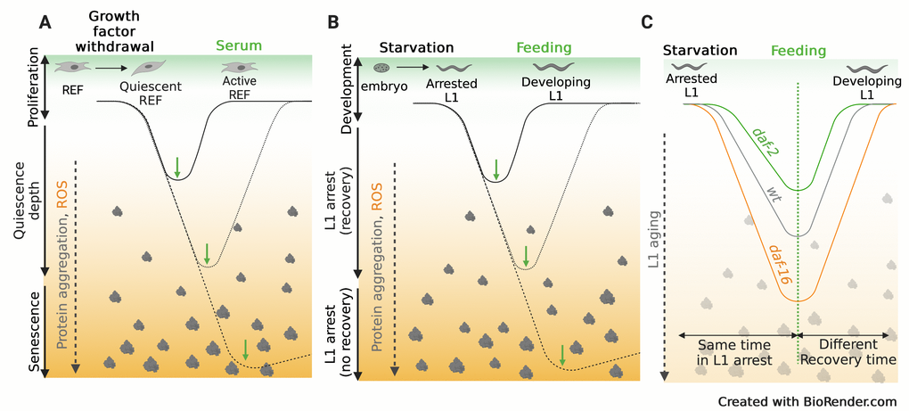 Parallelisms between quiescence deepening and L1 ageing. (A) Upon removal of growth factors, REF (Rat Embryonic Fibroblast) enter cell quiescence, a reversible, non-proliferative state. Cells progressively undergo quiescence deepening as they accumulate ROS and protein aggregates. After prolonged quiescence, cells require stronger stimulation and take longer to exit quiescence and return to proliferation. Eventually cells reach senescence, an irreversible state of cell arrest. (B) L1 arrested C. elegans larvae show a similar process to quiescence deepening. Prolonged arrest entails a process named L1 aging, that also involves accumulation of ROS and protein aggregates. We have shown that prolonged quiescence leads to a delay in the initiation of postembryonic cell divisions. Before dying as arrested L1, larvae lose the capacity to recover from L1 arrest, a process that could be compared to cell senescence. (C) Insulin signalling modulated the process of L1 aging. Activation of the transcription factor DAF-16, as that sound in daf-2 mutants, leads to a slower rate of L1 aging. As a consequence, after the same time in L1 arrest, daf-2 mutants accumulate less markers of aging. This allows a faster recovery once larvae encounter food. daf-16 mutants, show faster L1 ageing and the initiation of postembryonic divisions upon feeding is delayed compared to the wild type.