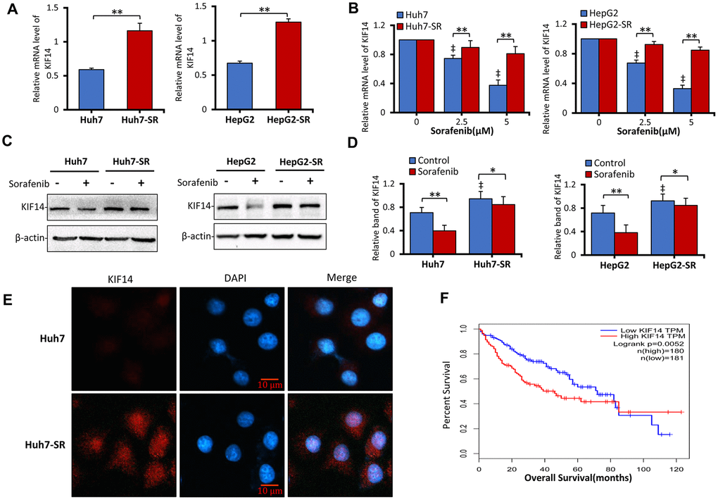 KIF14 is upregulated in sorafenib-resistant HCC cells. (A and B) Sorafenib-resistant Huh7-SR and HepG2-SR cells and the corresponding parent cells were incubated with 0, 2.5, or 5 μM sorafenib for 48 h. KIF14 mRNA levels were measured by quantitative reverse transcription-polymerase chain reaction (qRT-PCR) and normalized against glyceraldehyde 3-phosphate dehydrogenase (GAPDH). (B) The relative KIF14 mRNA levels of cells treated with 0 μM sorafenib were normalized to 1. (C and D) Sorafenib-resistant Huh7-SR and HepG2-SR cells and the corresponding parent cells were incubated with 0 or 5 μM sorafenib for 48 h. The protein expression profiles were detected by western blotting (C). The density of each band was normalized to that of β-actin (D). (E) Huh7-SR and Huh7 cells were stained with anti-KIF14 Ab (red) and DAPI (cellular nuclei, blue) and viewed with an inverted fluorescence microscope. (F) The KIF14 expression was used for survival analysis based on the TCGA database. The data represent three independent experiments. Scale bar = 10 μm. “*” Indicates P