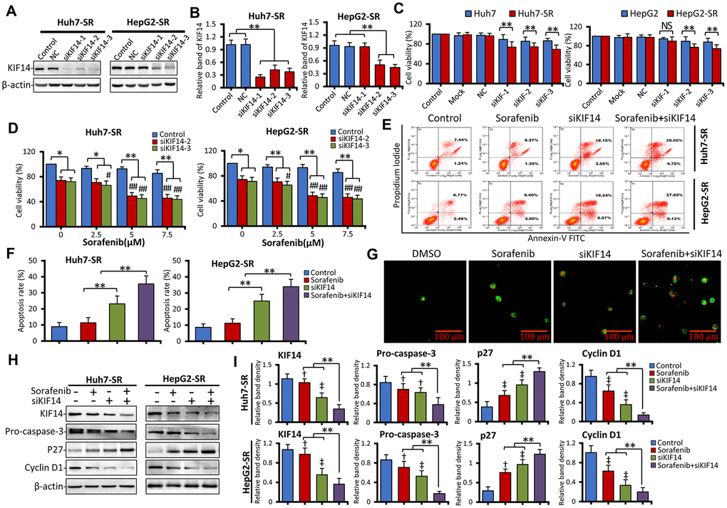 Silencing of KIF14 reverses acquired resistance to sorafenib in sorafenib-resistant HCC cells. (A and B) Sorafenib-resistant Huh7-SR and HepG2-SR cells were transfected with siKIF14 or negative control (NC) for 48 h. The corresponding untransfected cells served as the control. The protein expression profiles were detected by western blotting (A). The density of each band was normalized to that of β-actin (B). (C) Huh7-SR and HepG2-SR cells and the corresponding parent cells were transfected with siKIF14 or NC for 48 h. The transfection reagents served as the mock control. The corresponding untransfected cells served as the control. Cell viability (%) of transfected cells was compared with that of the corresponding untreated cells. (D) Huh7-SR and HepG2-SR cells were transfected with control or siKIF14 for 24 h and subsequently incubated with increasing concentrations of sorafenib for 24 h. The cell viability (%) of transfected cells was compared with that of the corresponding untreated cells. (E and G) Huh7-SR and HepG2-SR cells were transfected with control or siKIF14 for 24 h and subsequently incubated with 0 or 5 μM sorafenib for 24 h. (E and F) Flow cytometry was used to detect apoptosis and measure the rate of apoptosis. (G) Representative images were acquired from Huh7-SR cells stained with annexin V–fluorescein isothiocyanate (FITC)/propidium iodide (PI) and viewed by microscopy. Green fluorescent membranes alone represented early-stage apoptotic cells, and green fluorescent membranes in combination with red fluorescent nuclei represented late-stage apoptotic cells. (H and I) Cells from (E) were subjected to western blotting to detect the protein expression profiles. The density of each band was normalized to that of β-actin. Data represent three independent experiments. Scale bar = 100 μm. NS, not significant. “**” Indicates P