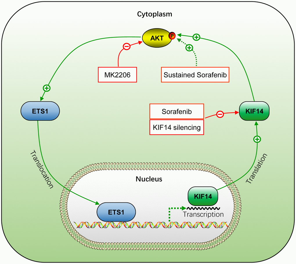 Schematic representation of the activation of AKT–ETS1–KIF14 positive feedback loop during acquired resistance to sorafenib in HCC. +, positive regulation or activation; −, negative regulation or blockade; p, regulation by phosphorylation. The solid line indicates direct interaction, whereas the dotted line indicates indirect interaction.