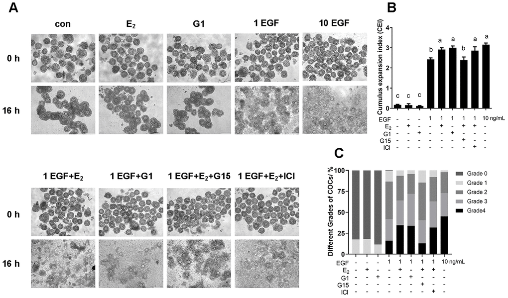 The E2/GPR30 pathway enhances the response of EGF signaling and accelerates cumulus expansion. COCs were cultured in the medium with 1 ng/mL EGF, 10 ng/mL EGF, 17β-E2, G1, G15 or ICI182780 addition for 16 h, and the cumulus expansion level was assessed. (A) Representative images of COCs isolated from ovaries (0 h) and cultured under different conditions for 16 h. (B) CEI of COCs cultured for 16 h in each group. (C) The different grades of COC culture for 16 h in each group. Data are represented as average±SEM. Different lowercase letters indicate significant differences (p