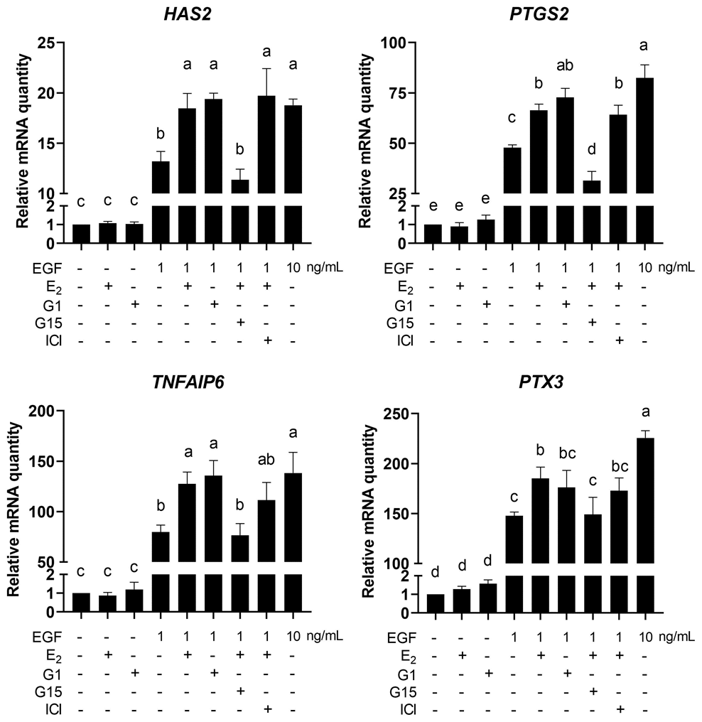 E2/GPR30 signal activation upregulates cumulus expansion-related genes in the presence of EGF. COCs were cultured in the medium with 1 ng/mL EGF, 10 ng/mL EGF, 17β-E2, G1, G15 or ICI182780 for 8 h, and the cumulus expansion-related genes (HAS2, PTGS2, TNFAIP3 and PTX3) were detected using RT-qPCR. Data are represented as fold induction over unstimulated control. Bars are represented as average±SEM. Different lowercase letters indicate significant differences between groups (p0.05). Three independent replicates were performed for each experiment.