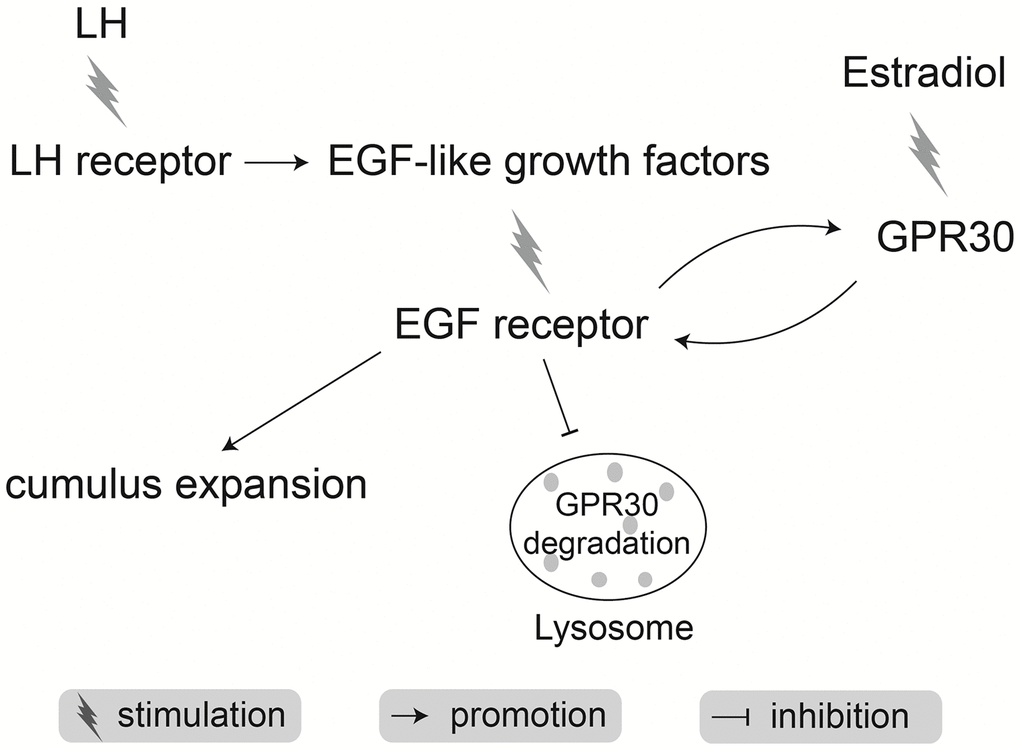 Schematic of mechanisms by which LH synergy with estradiol accelerates cumulus expansion during oocyte maturation in mice.