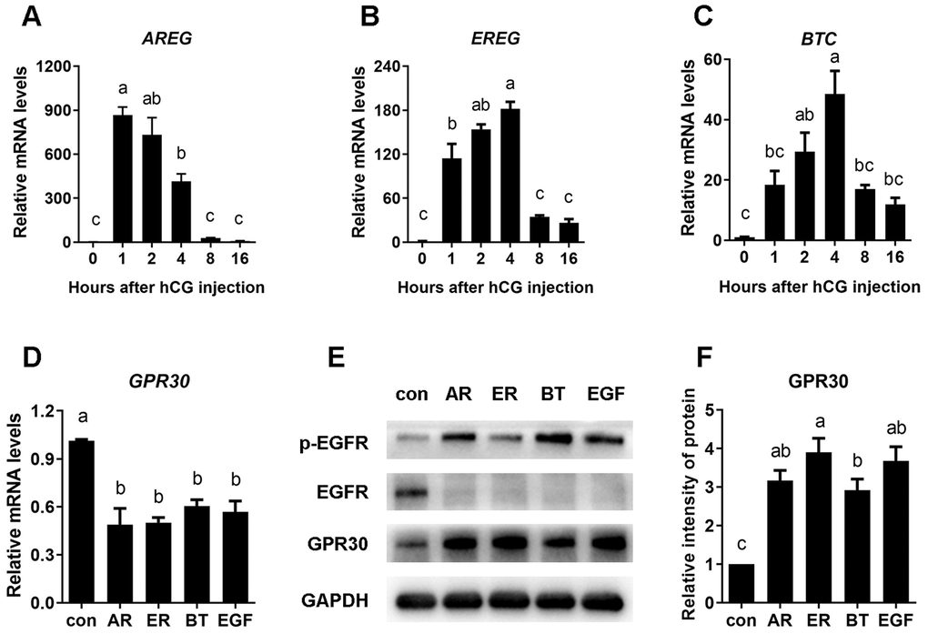 EGF-like growth factors stimulated by LH/hCG, induced the accumulation of GPR30 protein in COCs. PMSG-primed female mice were injected with hCG, and the ovaries were collected at 0, 2, 4, 8, and 16 h. The mRNA levels of AREG (A), EREG (B) and BTC (C) were measured using RT-qPCR. To further conform the role of EGF-like growth factors in LH/hCG–induced GPR30 accumulation in COCs, AREG (100 nM), EREG (100 nM), BTC (100 nM) and EGF (10 ng/mL) were added to the medium and COCs were cultured in vitro. GPR30 mRNA levels was measured using RT-qPCR (D), the protein levels were detected using western blot (E) and the bands were quantified using gray scanning (F). Data are represented as fold induction relative to the unstimulated control (0 h or con). Bars are presented as average±SEM. Different lowercase letters indicate significant differences between groups (p