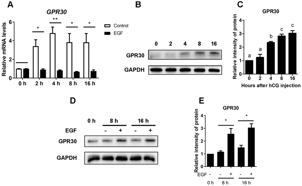 EGF downregulates the expression but causes protein accumulation of GPR30 in COCs cultured in vitro. COCs isolated from PMSG-primed mice were treated with or without EGF for 0, 2, 4, 8, and 16 h. After that, GPR30 mRNA levels were measured using RT-qPCR (A). The amount of GPR30 protein in COCs cultured with EGF was detected using western blot (B), and the bands were quantified using gray scanning (C). COCs were cultured in vitro with or without EGF for 8 and 16 h, GPR30 protein levels were detected using western blots (D), and the bands were quantified using gray scanning (E). Data are represented as fold induction relative to the unstimulated control (0 h) in panels (A), (C) and (E), and bars are presented as average±SEM. In panels A and E, “*” indicated that p0.05, and “**” indicated that p0.01. In panel C, different lowercase letters indicate significant differences between groups (p0.05). Three independent replicates were performed for each experiment.
