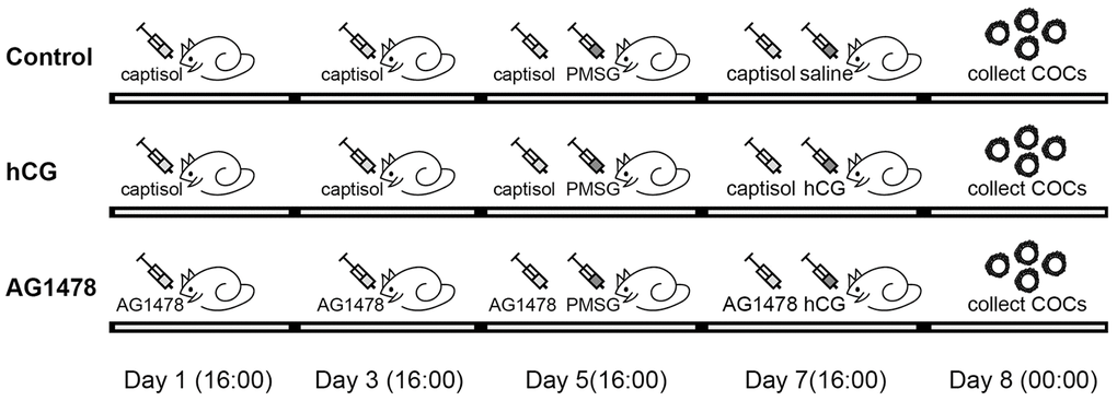 Illustration of mice treatment. In the control group, mice were intraperitoneally injected with captisol (dissolved in saline) on days 1, 3, 5, and 7, and PMSG was injected on day 5. Saline was injected on day 7, COCs were collected on day 8. In the hCG group, all treatments were the same as for the control group, except that hCG was injected in mice instead of saline. In the AG1478 group, mice were treated with AG1478 on days 1, 3, 5, and 7, and PMSG was injected on day 5. hCG was then injected on day 7, and COCs were collected on day 8.