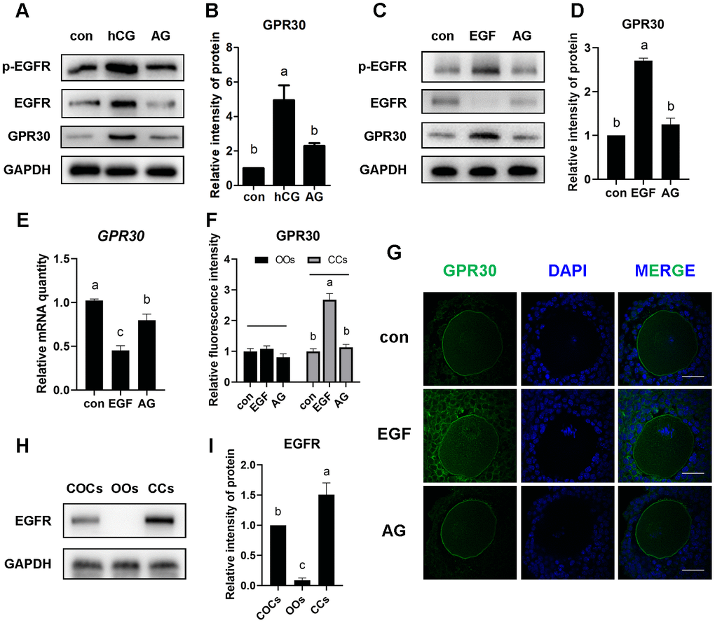 LH/EGF promoted GPR30 protein accumulation in cumulus cells via a non-genomic pathway mediated by the activation of the EGF receptor. Mice were treated as shown in Figure 4, The proteins were detected using western blot (A), and the bands of GPR30 were quantified using gray scanning (B). PMSG-primed mice received EGF or EGF plus AG1478 (AG) for 8 h, proteins were detected by western blot (C) and the bands of GPR30 were quantified using gray scanning (D), the mRNA levels of GPR30 were measured using RT-qPCR (E). Immunostaining showed the fluorescence intensity (F) and the distribution (G) of GPR30 in the control, EGF, and EGF plus AG1478 groups, bar=50 μm. The amount of EGFR in COCs was detected by western blot (H and I), OOs indicate the oocytes and CCs indicate the cumulus cells. Data are presented as fold induction relative to the unstimulated control (con). Bars are presented as average±SEM. Different lowercase letters indicate significant differences between groups (p